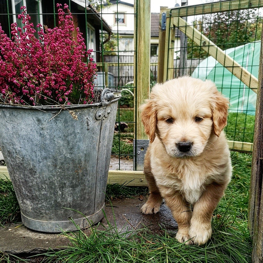 Gold'n Licious Lilla Madick "Bodil"